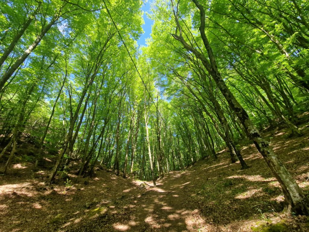 Il Faggeto - ancient mines in a conserved beech forest